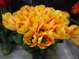 Beauty-of-Spring-(1)